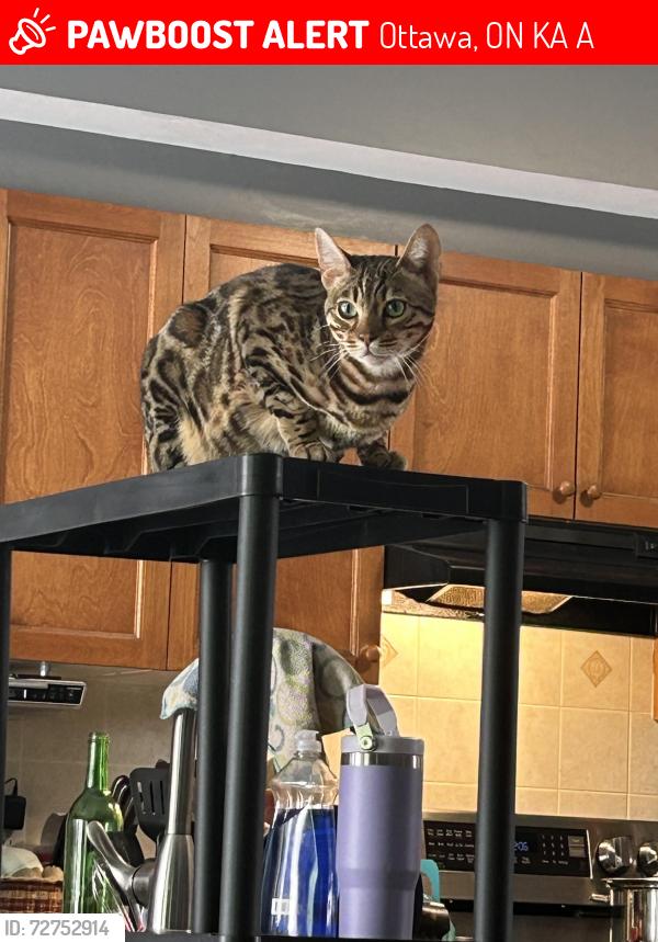 Lost Male Cat last seen Near Brasseur Cres , Ottawa, ON K4A 5A2