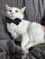 Reunited Male Cat last seen Pine st 15th st W , Hastings, MN 55033