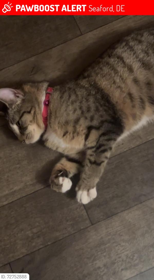 Lost Female Cat last seen Near Grainery Way, Seaford, DE 19973