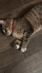 Lost Female Cat last seen Near Grainery Way, Seaford, DE 19973