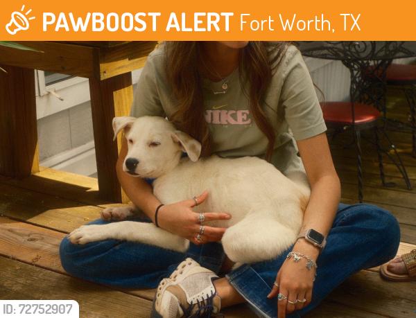 Found/Stray Male Dog last seen Found on Morris Diddo , Fort Worth, TX 76179