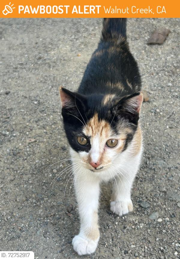 Found/Stray Female Cat last seen Botelho dr, Walnut Creek, CA 94597