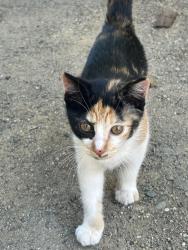 Found/Stray Female Cat last seen Botelho dr, Walnut Creek, CA 94597