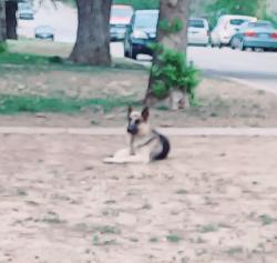 Found/Stray Male Dog last seen Southcross and Goliad, San Antonio, TX 78223