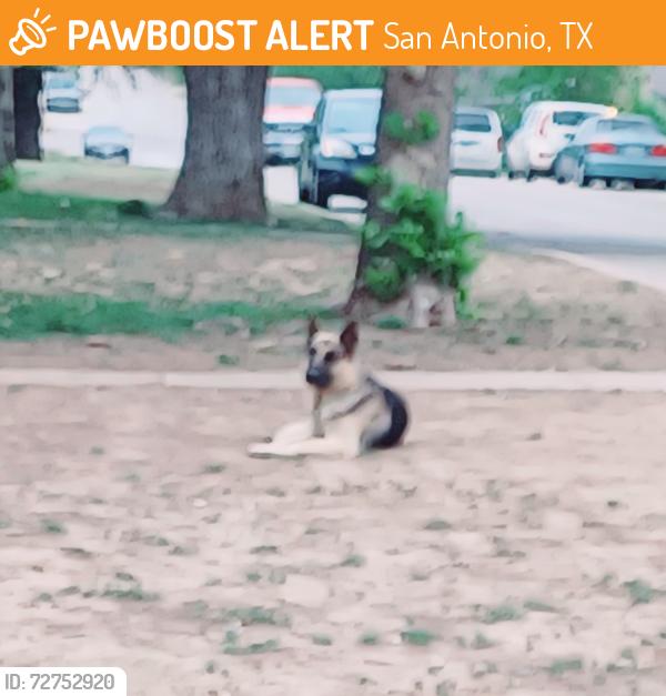 Found/Stray Male Dog last seen Southcross and Goliad, San Antonio, TX 78223