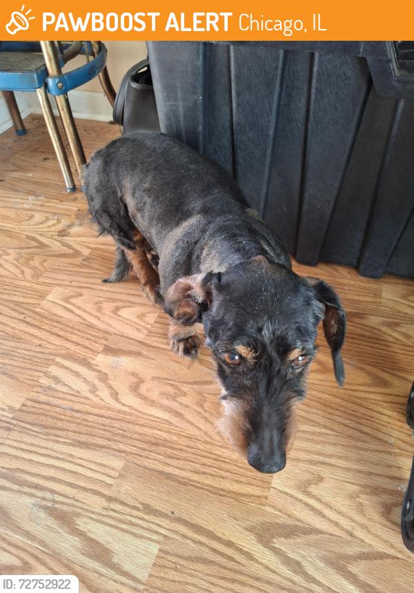 Found/Stray Male Dog last seen 92nd Coflax , Chicago, IL 60617
