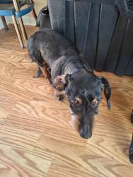 Found/Stray Male Dog last seen 92nd Coflax , Chicago, IL 60617
