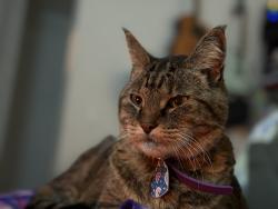 Lost Female Cat last seen Whispering hills neighborhood, lake forest and vintage woods, Lake Forest, CA 92630