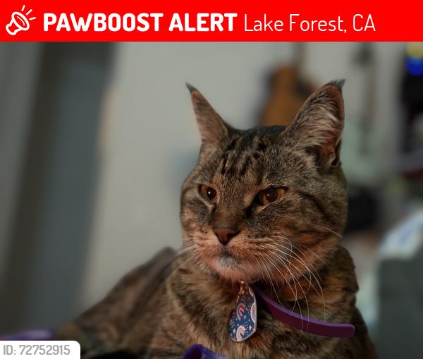 Lost Female Cat last seen Whispering hills neighborhood, lake forest and vintage woods, Lake Forest, CA 92630
