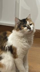 Lost Female Cat last seen Charlotte Road, Mill Park, VIC 3082