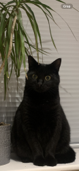 Lost Female Cat last seen Kestor lane, Longridge, England PR3