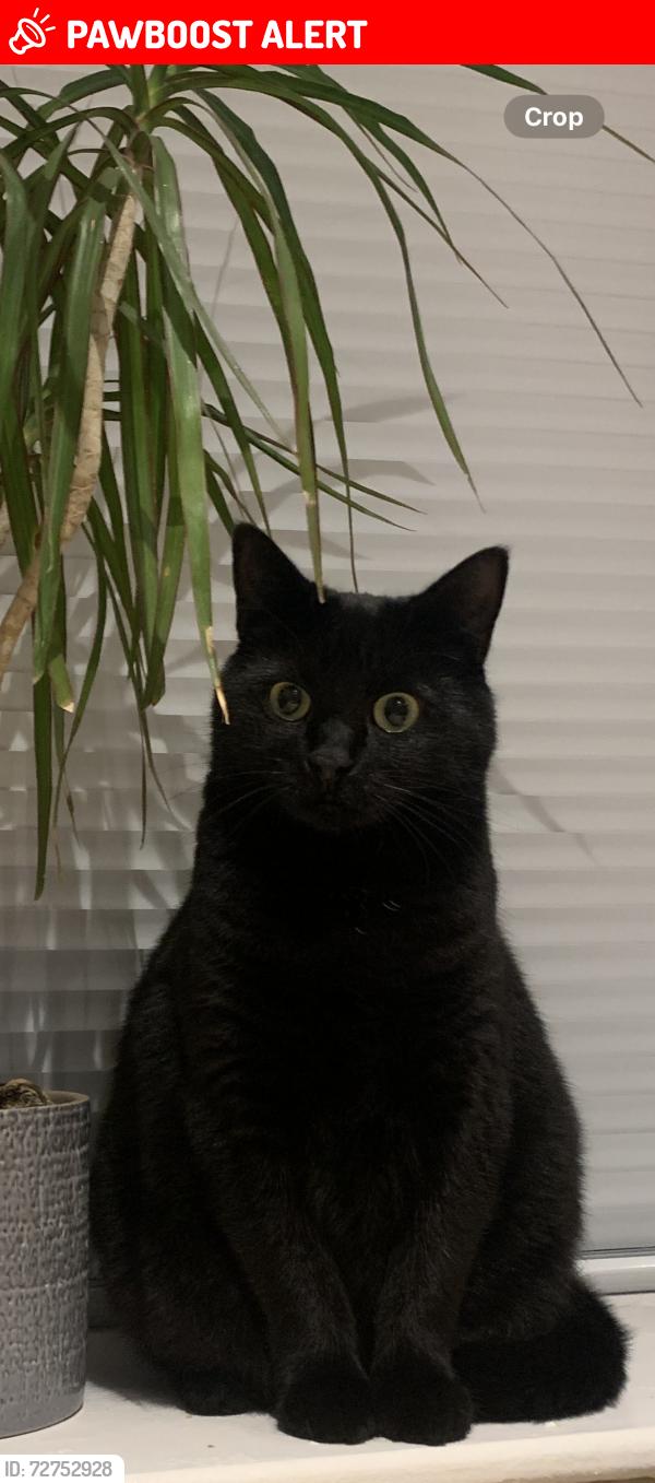 Lost Female Cat last seen Kestor lane, Longridge, England PR3