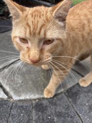Found/Stray Unknown Cat last seen Old town Square between Goethe and Scott, Chicago, IL 60610
