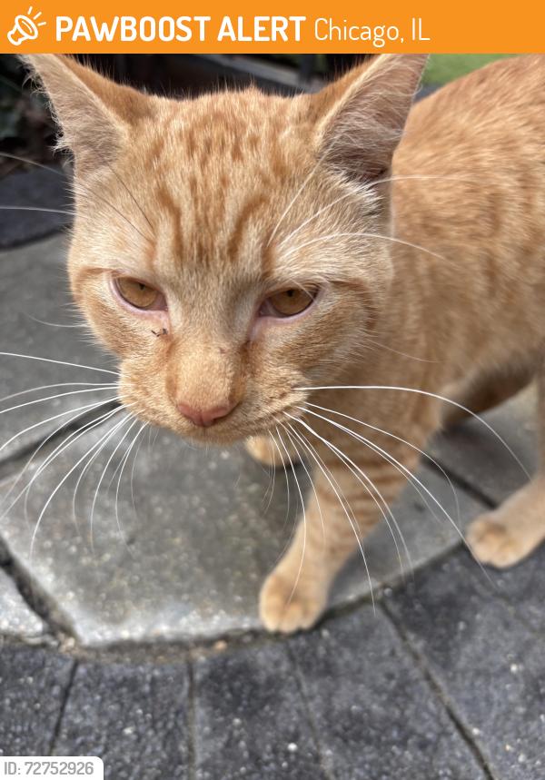 Found/Stray Unknown Cat last seen Old town Square between Goethe and Scott, Chicago, IL 60610
