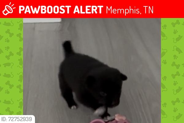 Lost Male Dog last seen Berclair & owen, Memphis, TN 38122