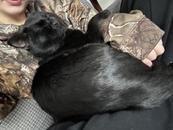 Lost Male Cat last seen Near Hahn place , Newport News, VA 23602