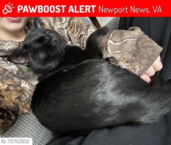 Lost Male Cat last seen Near Hahn place , Newport News, VA 23602