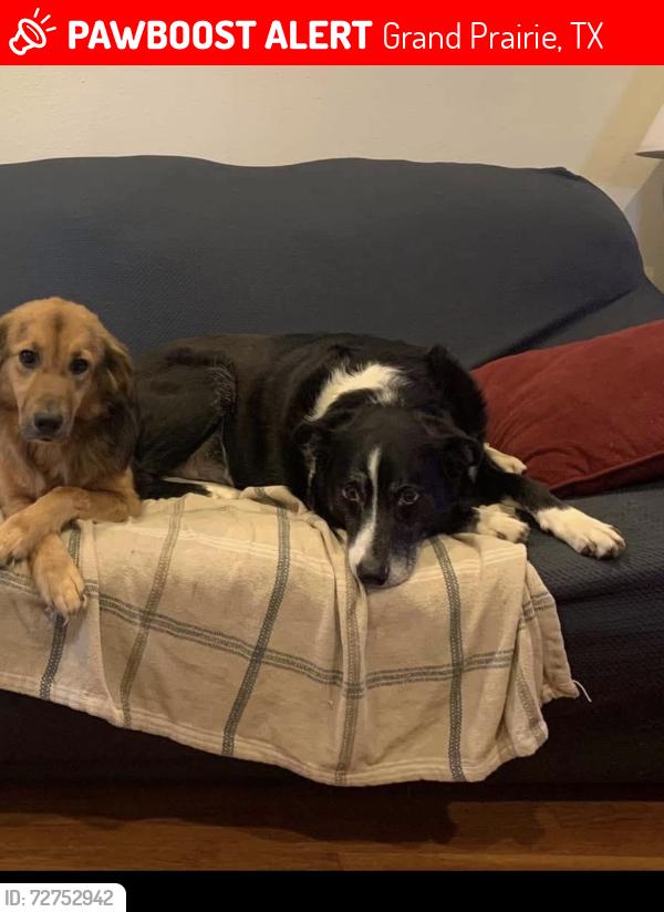 Lost Male Dog last seen Bardin , Grand Prairie, TX 75052