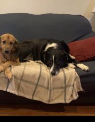 Lost Male Dog last seen Bardin , Grand Prairie, TX 75052