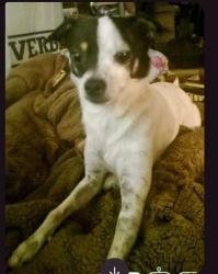 Lost Male Dog last seen Kacey's I-35 & n. E. 36th st , Oklahoma City, OK 73105
