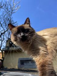 Lost Female Cat last seen Rua relvado 197, Taquara, RJ 22720-380