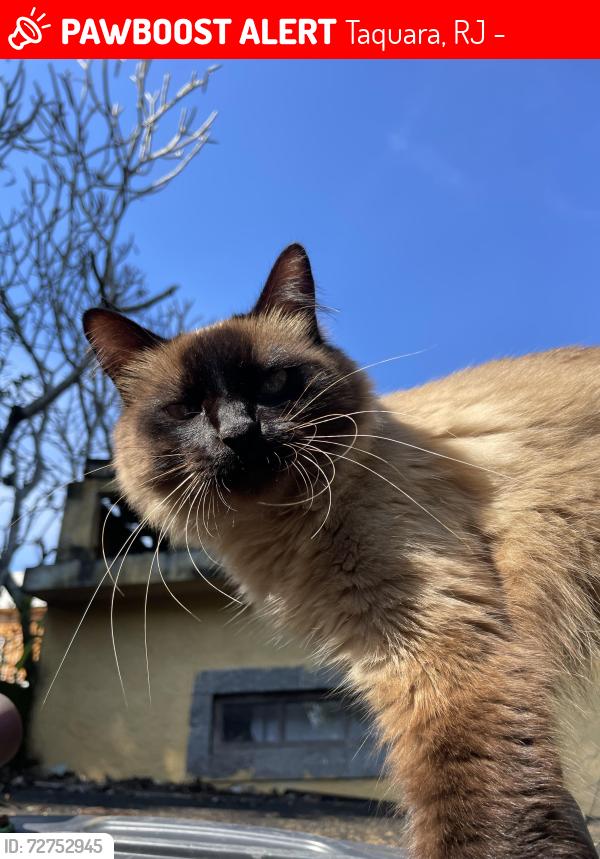 Lost Female Cat last seen Rua relvado 197, Taquara, RJ 22720-380