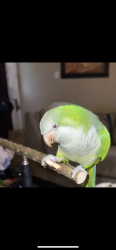 Lost Male Bird last seen Hart avenue and Brenda cres , Toronto, ON M1K 3C3