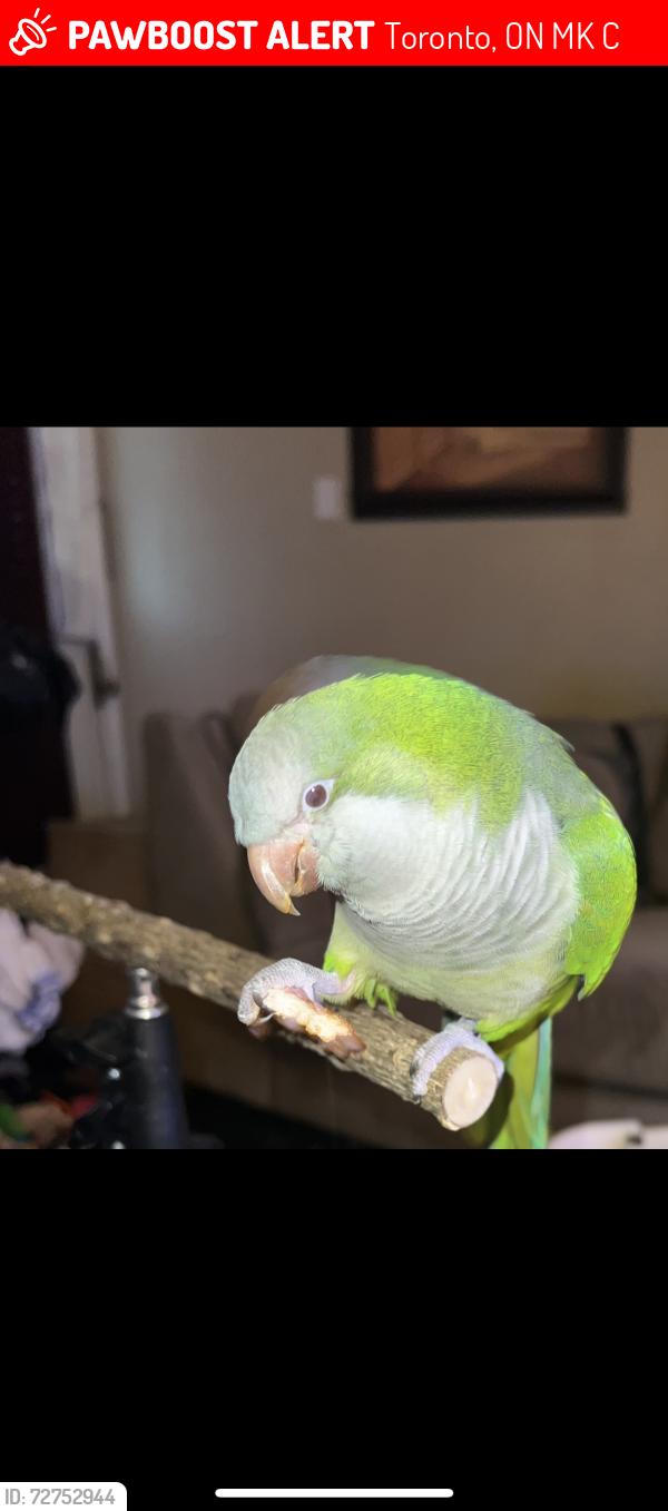 Lost Male Bird last seen Hart avenue and Brenda cres , Toronto, ON M1K 3C3