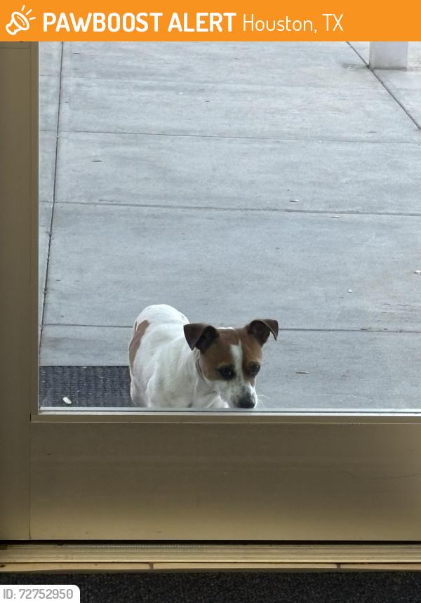 Found/Stray Male Dog last seen Pitner rd & Bingle, Houston, TX 77080