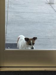 Found/Stray Male Dog last seen Pitner rd & Bingle, Houston, TX 77080