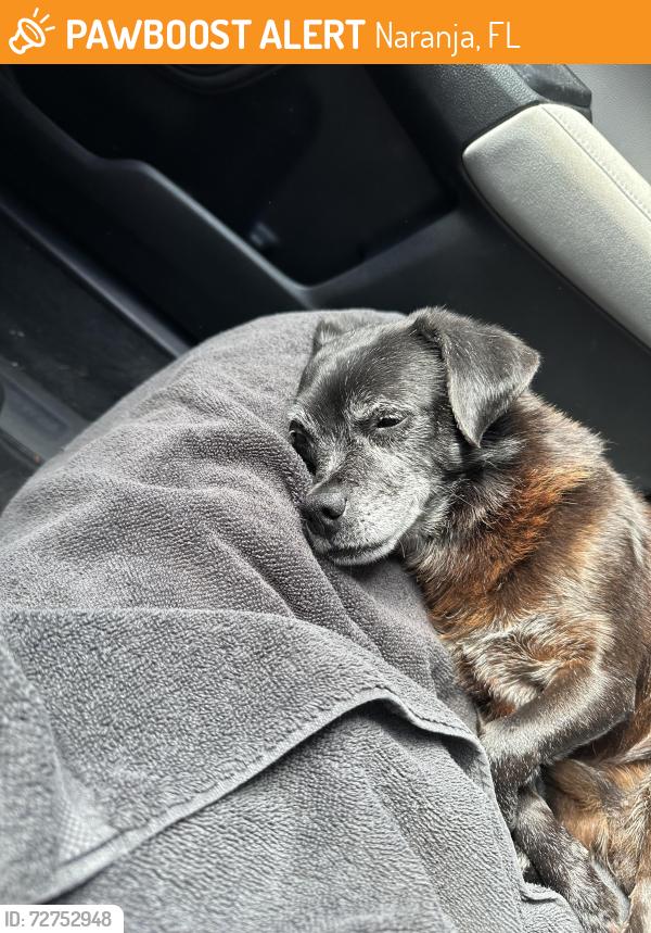 Found/Stray Male Dog last seen South Pointe apmts Naranja FL, Naranja, FL 33032