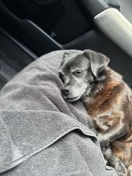 Found/Stray Male Dog last seen South Pointe apmts Naranja FL, Naranja, FL 33032
