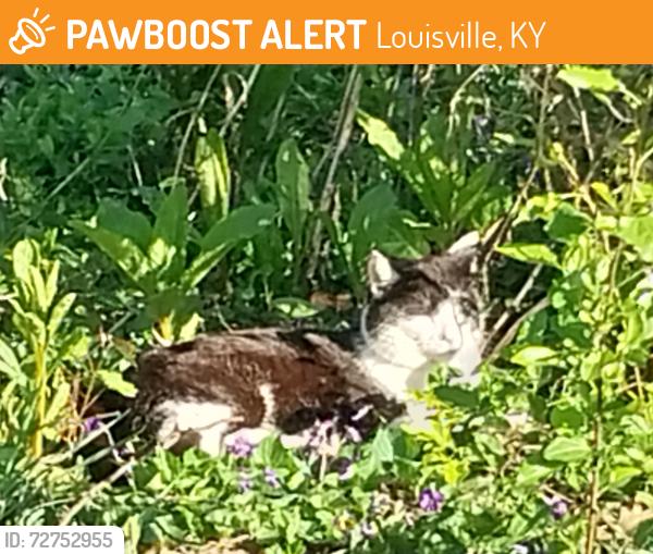 Found/Stray Unknown Cat last seen Preston hwy, Louisville, KY 40213