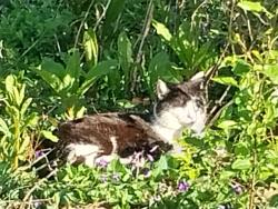 Found/Stray Unknown Cat last seen Preston hwy, Louisville, KY 40213