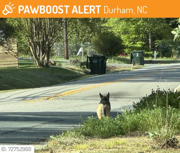 Found/Stray Unknown Dog last seen Duke hmstd and Reta Rd, Durham, NC 27704