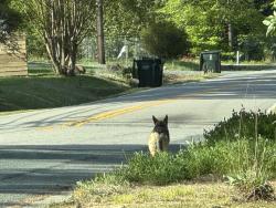 Found/Stray Unknown Dog last seen Duke hmstd and Reta Rd, Durham, NC 27704