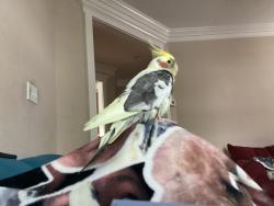 Lost Unknown Bird last seen northridge neighboorhood, Evans ga, 30809, Evans, GA 30809