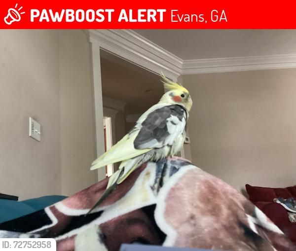 Lost Unknown Bird last seen northridge neighboorhood, Evans ga, 30809, Evans, GA 30809