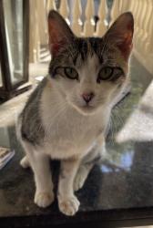 Found/Stray Female Cat last seen Old Milton Parkway and Kimbal Bridge, Alpharetta, GA 30022