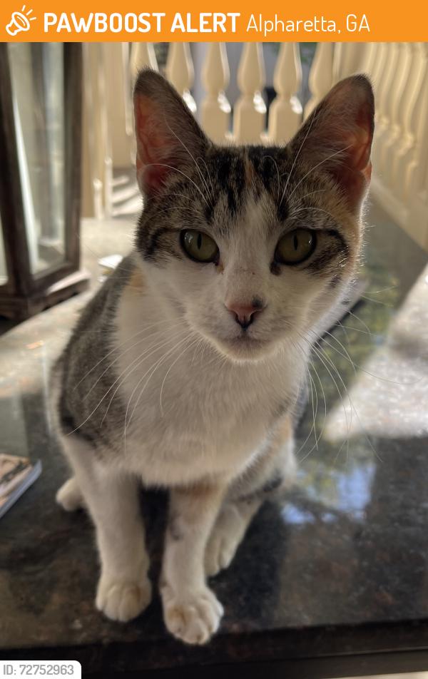 Found/Stray Female Cat last seen Old Milton Parkway and Kimbal Bridge, Alpharetta, GA 30022