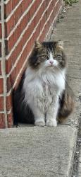 Found/Stray Unknown Cat last seen Connant & Miller, Hamtramck, MI 48211