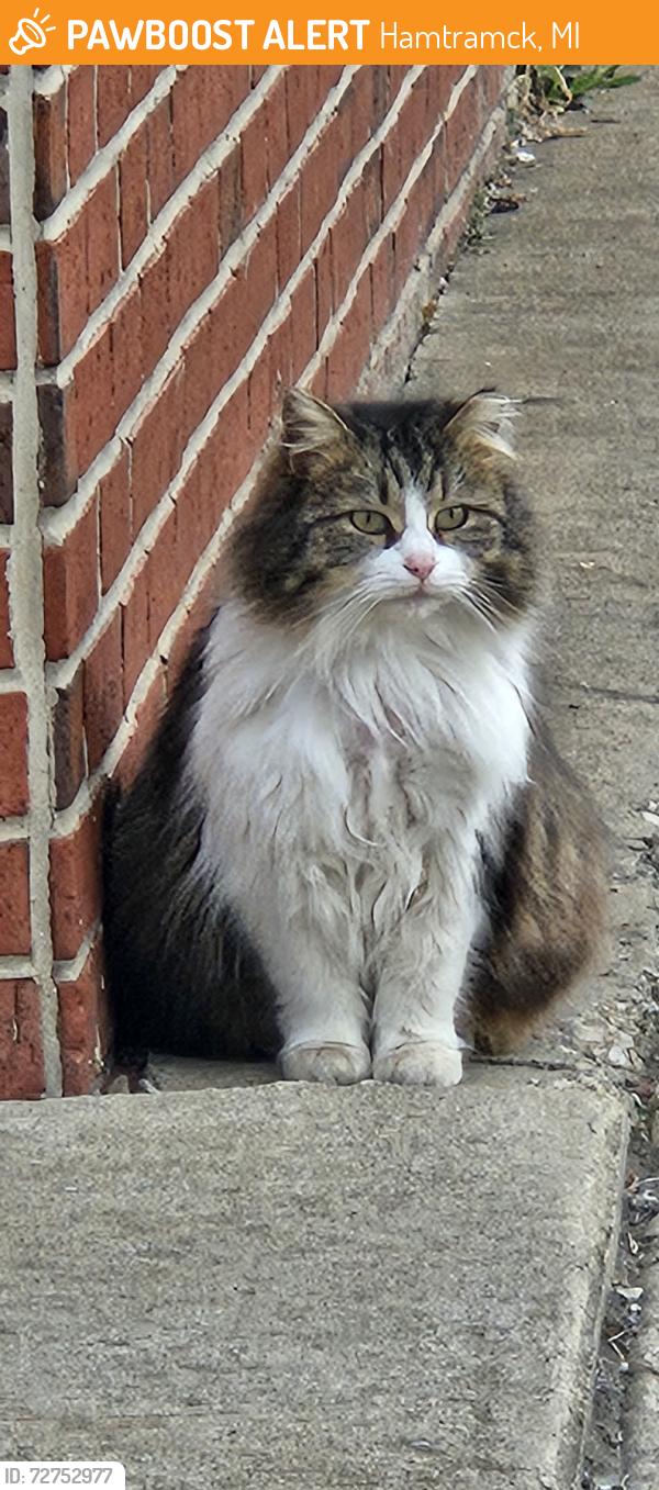 Found/Stray Unknown Cat last seen Connant & Miller, Hamtramck, MI 48211