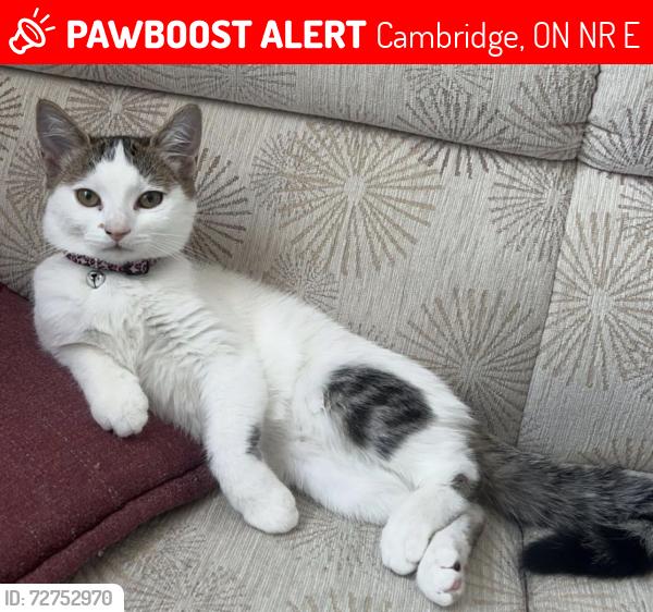 Lost Female Cat last seen Last seen at 5 Galt Avenue, Cambridge, ON N1R 8E4