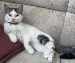 Lost Female Cat last seen Last seen at 5 Galt Avenue, Cambridge, ON N1R 8E4