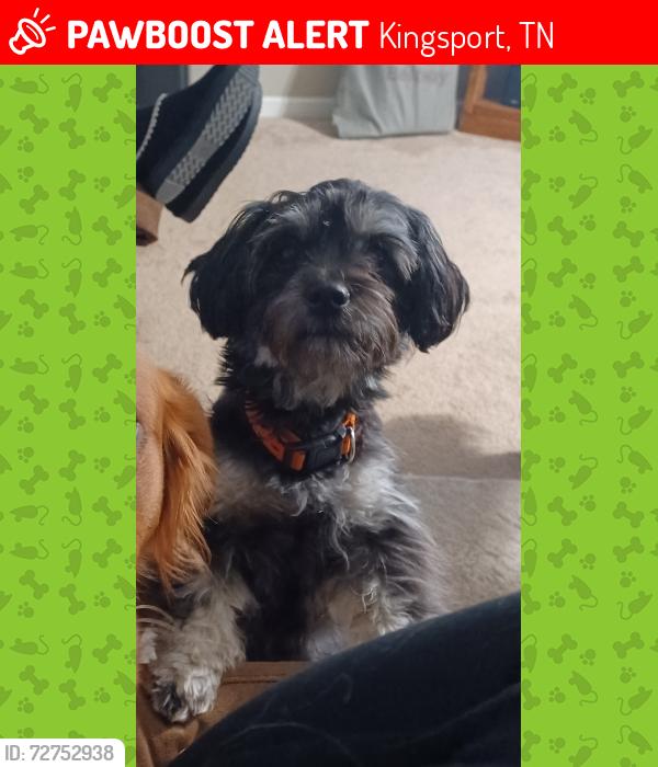 Lost Female Dog last seen Kinsport, TN, Kingsport, TN 37660