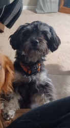 Lost Female Dog last seen Kinsport, TN, Kingsport, TN 37660