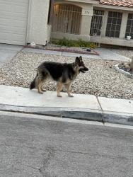 Found/Stray Unknown Dog last seen Valle verde & Tomahawk, Henderson, NV 89074
