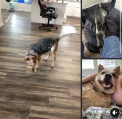 Lost Male Dog last seen S Aldon Rd Tucson, AZ  85735 United States, Tucson Estates, AZ 85735
