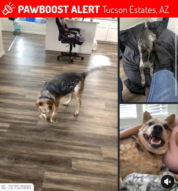 Lost Male Dog last seen S Aldon Rd Tucson, AZ  85735 United States, Tucson Estates, AZ 85735