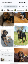 Found/Stray Unknown Dog last seen 33.5642720, -79.9327174, Salters, SC 29590
